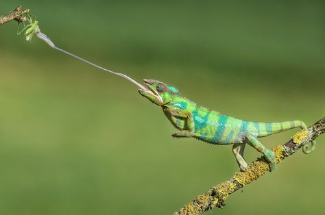 Embedded image Chameleon Facts, Chameleon Tongue, Panther Chameleon, Colorful Lizards, Chameleon Art, African Cichlids, Incredible Creatures, Animal Sketches, Colorful Fish