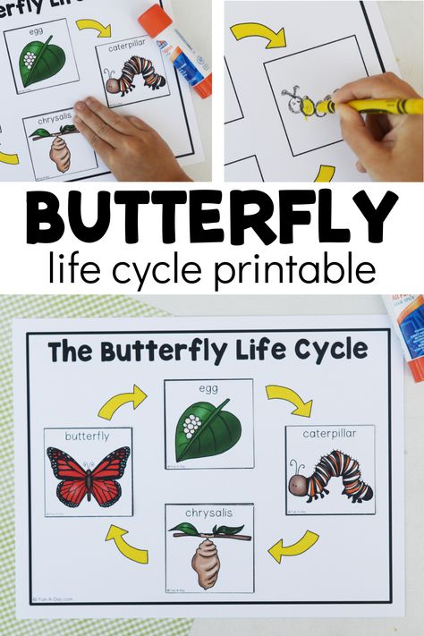 Butterfly Life Cycle Free Printable, Butterfly Lesson Plans Preschool, Life Cycle Of A Butterfly Preschool, Butterfly Art Preschool, Butterfly Preschool Activities, Butterfly Activities For Preschool, Preschool Butterfly Activities, Butterfly Life Cycle Printable, Butterfly Kindergarten