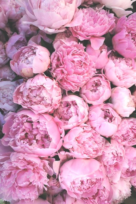 MOOD Growing Peonies, Purple Peonies, Peonies Garden, No Rain, Deco Floral, Pink Peonies, Beautiful Blooms, Love Flowers, My Flower