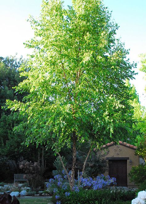 Dura Heat River Birch Tree Bay Plant, River Birch Trees, Betula Nigra, Low Maintenance Landscaping Front Yard, Birch Trees Landscaping, Landscaping Architecture, Monrovia Plants, Pictures Of Plants, River Birch