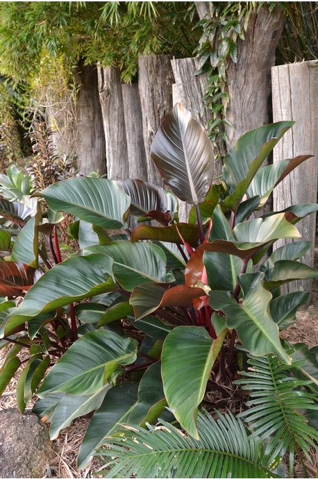 Congo Philodendron, Florida Backyard, Shady Gardens, Understory Plants, Indoor Plant Display, Country Garden Design, Very Dark Green, Philodendron Plant, Tropical Flower Plants