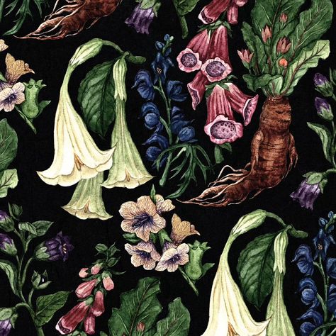 My Poison Garden illustration gets it's own pattern🖤 Poisonous plants fascinate me because of their long history of use as medicine. There are also really cool illustrations of human Mandrakes from a 15th century book you can find online. . #plantillustration #patterndesigner #patterndesign #poisongarden #poisonousplants #illustratorsofinstagram #illustrationartists #botanicaillustration #herbology Poisonous Plants Aesthetic, Mandrake Illustration, Poison Plants, Poisonous Flowers, Fantasy Plants, Cool Illustrations, Deadly Plants, Poison Garden, Witchy Garden