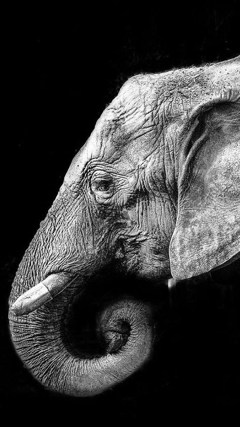 Elephant Eating, Majestic Elephant, Elephant Photography, Elephant Wallpaper, Elephants Photos, Awesome Animals, Wallpaper Tumblr, Elephant Love, Beautiful Pics