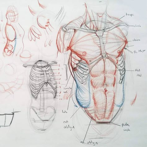 “Detail of this torso construction demo #art #drawing #sketch #figure #construction #anatomy #ribs #muscles #abs #bestdm #howto #la” Torso Construction, Figure Construction, Male Figure Drawing, Art Drawing Sketch, Anatomy Tutorial, Human Anatomy Drawing, Human Figure Drawing, Human Anatomy Art, Anatomy Sketches