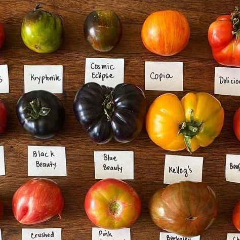 Gardening Life on Instagram: "Check out this awesome tomato collection🍅🍅🍅 Which in the list are you planning to grow this year? Comment below 🌿😊 . 💥follow us 👉 @_gardening__life 👈 💥follow us 👉 @_gardening__life 👈 💥follow us 👉 @_gardening__life 👈 for more beautiful gardening contents . . All credits are reserved for their respective owners 📷 Credit : @giftedhands.gardening Dm for remove or credit . . ❤️Double Tap If You Like This 🔔Turn On Post Notifications 🏷 Tag Your Friends . . . #gardening_love #gardeningforbeginners #gardeninglovers #gardeningph #vegetablegardening #gardeningaddict #gardeningtip #gardeningindia #gardeningtips #gardeningisfun #gardeninggoals #gardeningknowhow #gardeningwithkids #gardeninguk #gardeningtools #gardeningseason #gardeningfun #gardening4pleasu Fantasy Farm, Varieties Of Tomatoes, Garden Vegetables, Gardening Outfit, Seasonal Garden, Small Farm, Community Gardening, Planting Vegetables, Garden Lovers