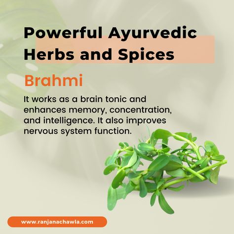 Brahmi is also called a Bacopa Monnieri is a traditional ayurvedic herb that has been used specifically to treat neurological disorders. It has anti-inflammatory and antioxidant properties. #ayurvedicherb #brahmi #benefits #ayurveda #ayurvedamedicine #ayurvedayoga #ayurvedahealing #ayurvedapractitioner #everydayayurveda #integrativemedicine #ayurvedadoctor #chronicstress #stress Brahmi Benefits, Ayurveda Tips, Bacopa Monnieri, Ayurveda Yoga, Ayurvedic Herbs, Integrative Medicine, Neurological Disorders, Nervous System, Ayurveda