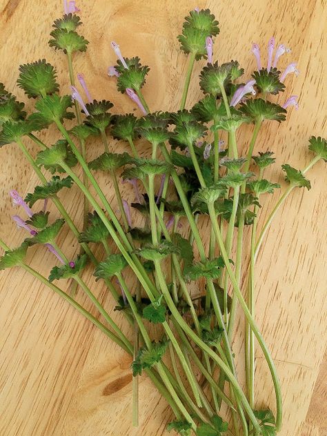 Henbit Uses, Herbal Plants, Fever Reducer, Beauty Pop, Infused Oils, Insect Bites, Medicinal Herbs, Herbal Medicine, How To Use