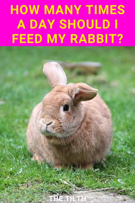 Rabbit Feeding Schedule, What To Feed Rabbits, Backyard Bunnies, Adopt A Bunny, Farming Animals, Rabbit Feeding, Young Rabbit, Fluffy Things, Meat Rabbits