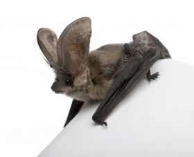 England is losing its meadows and marshes, impacting Long-eared bats Bat Species, Bat Tattoo, Bat Art, Cute Bat, Cute Creatures, Small Pets, Animals And Pets, Mammals, Baby Animals