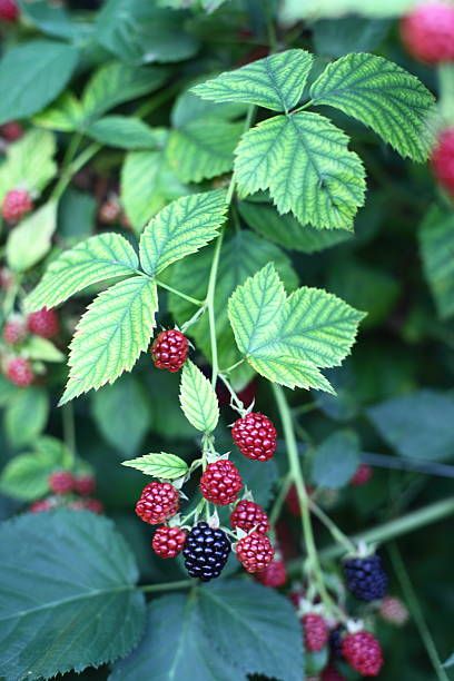 Blackberry Vine, Berries Photography, Blackberry Plants, Growing Fruit Trees, Berry Plants, Growing Fruit, Fruit And Veg, Edible Garden, Flowers Nature