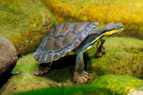 Manning River Turtle – Manning River Turtle Conservation Group River Turtle, Feral Pig, Freshwater Turtles, Turtle Conservation, Catchment Area, Snapping Turtle, Cute Turtles, Endangered Species, Yellow Stripes