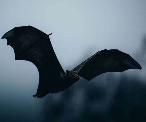 Old Image, Bat Animal, Flying Fox, Cute Bat, Old Images, Dark Gothic, Zoology, Victorian Gothic, The Villain