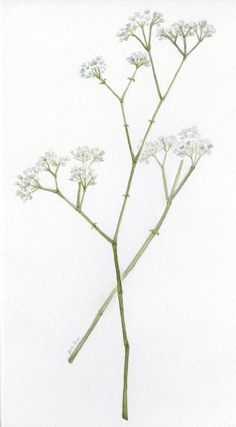 Baby's Breath Drawing, Gypsophila Tattoo, Baby Breath Tattoo, Breath Drawing, Breath Tattoo, Gypsophila Flower, Babies Breath, Baby Breath, Baby's Breath