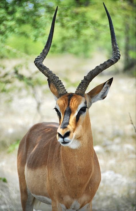 An arid-adapted subspecies of impala native to Namibia. Impala Animal, South African Animals, Etosha National Park, African Antelope, Africa Wildlife, Albino Animals, Africa Animals, Deer Family, Wildlife Safari