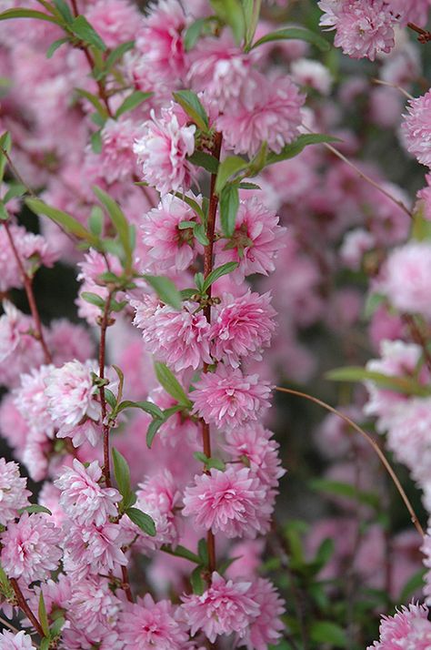 Flowering Almond, Almond Flower, Landscape Services, Shade Trees, Flowering Shrubs, Plant Sale, Greenhouses, Types Of Soil, Flowering Trees