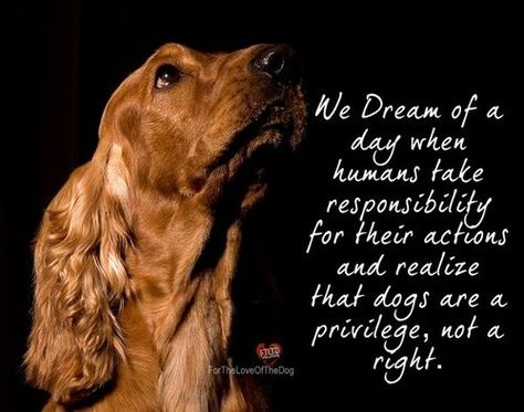 animals Animal Advocacy, Disney Films, Animal Rights, Animal Quotes, Dog Quotes, Cocker Spaniel, Maltese, Dog Life, I Love Dogs