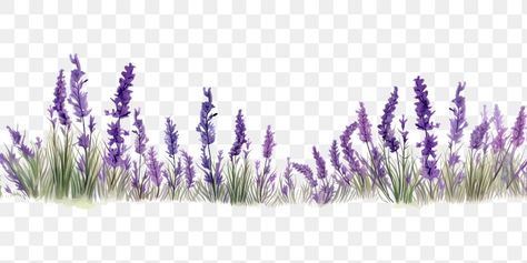 Lavender Png, Border Transparent, Ios 7 Design, Prairie Flowers, Lavender Decor, Lavender Aesthetic, Tree Png, Border Plants, Lavender Flower