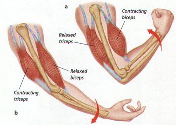 skeletal system - biceps Smooth Muscle Tissue, Cardiac Muscle Cell, Skeleton Muscles, Body Muscle Anatomy, Types Of Muscles, Muscle Structure, Muscle Hypertrophy, Bicep Muscle, Skeletal System