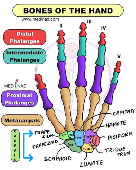 Mnemonic wrist bones (Carpal bones Mnemonic) Bones Of The Hand, Carpal Bones, Arteries Anatomy, Nursing School Inspiration, Medical Mnemonics, Nursing School Essential, Visual Presentation, Nursing School Motivation, Basic Anatomy And Physiology