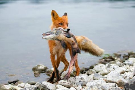 Fuchs mit Beute  #Fuchs #Tier #Animals Fantastic Fox, Pet Fox, Wild Dogs, Cute Fox, Wildlife Animals, Red Fox, Animal Photo, Nature Animals, 귀여운 동물