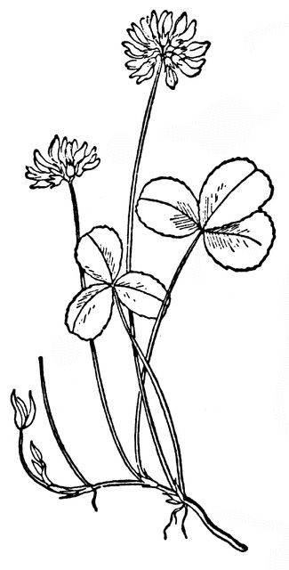 I like this but maybe with a different flower Clover Clipart, Clover Plant, White Clover, Clover Tattoos, Clover Flower, Book Flowers, Coloring Pages For Boys, Plant Painting, Coloring Pages To Print