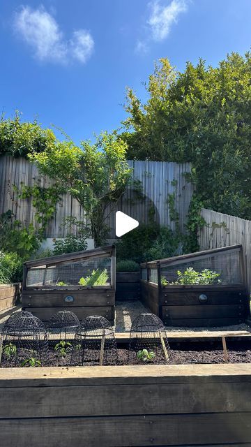 The Backyard Farm Company on Instagram: "Wire covers and cloches are often the most effective (and elegant) solution to persistent garden critters! At this garden we have permanent wood and gopher-wire cages for growing leafy greens and root vegetables, and temporary black chicken-wire cloches for protecting new seedlings of flowering plants (in this case peppers and squash) while they’re still small." Wire Covers, Garden Critters, Black Chicken, Backyard Farm, Black Chickens, Wire Cover, Backyard Farming, Garden Yard Ideas, Flowering Plants