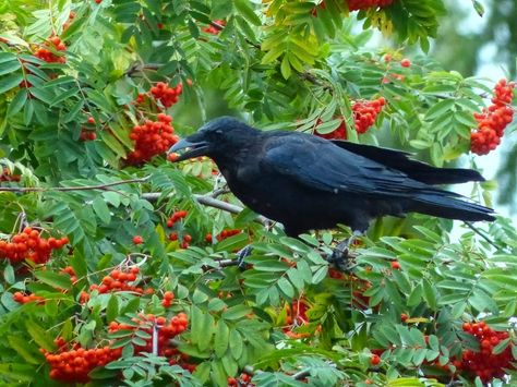 Rowan Tree Aesthetic, Rowan Branch, Mountain Ash Tree, Goddess Brigid, Spiritual Principles, Fae Aesthetic, The Pitt, Enchanted Gardens, Celtic Green