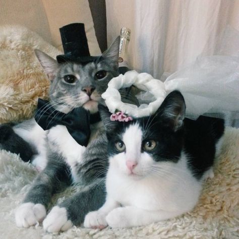 Cat Wedding, Cat Glasses, Cat Info, Online Quizzes, Little Animals, Wedding Pets, Cat Fashion, Cat Icon, The Feels