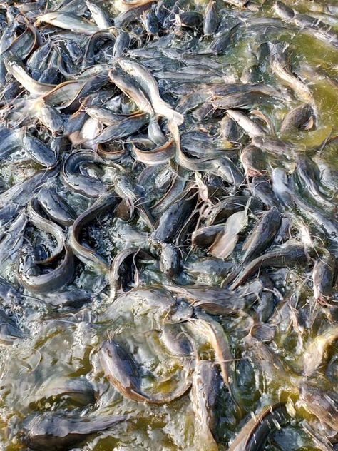 Catfish Pond, Catfish Farming, Fishing Traps, Nature Food, Japanese Fish, Fish Farming, Cat S, Exotic Fish, Photo Background Images