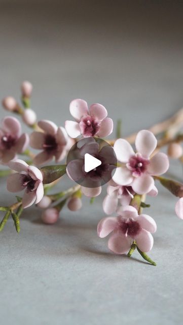 Clare Margary on Instagram: "I love Waxflower as a filler flower. They may be a little bit on the fiddly side but you don’t need a lot to add a bit of texture to your arrangement. All very basic components make up these pretty little blooms and only the simplest of tools required 🩷 @fmmsugarcraft @pmecake   #waxflower #gumpasteflowers #sugarflowers #reelstutorial #handmadeflowers #freetutorial #sugarflowertutorial #flowertutorial #sugarart" Sugar Flowers Tutorial, Cold Porcelain Flowers, Flowers Tutorial, Gum Paste Flowers, Wax Flowers, Diy Crafts Paper Flowers, Crafts Paper, Porcelain Flowers, Clay Flowers