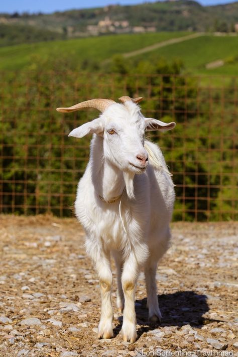 Goat Reference, Goat Astetic, Goat Wallpapers, Goat Reference Photo, Goat Photography, Goat Photo, Goat Smiling, Goat Pictures, Goats In Trees