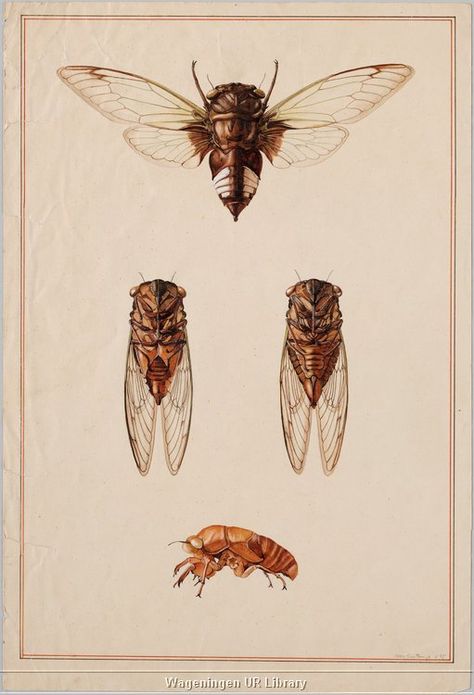 In Phaedrus , Plato muses that cicadas were once men who became so enraptured by music, they forgot to eat and drink, and their bodies wasted away Cicada Tattoo, Natural Illustration, Potion Making, Ib Art, Insect Wall, Types Of Insects, Insect Art, Scientific Illustration, Bugs And Insects