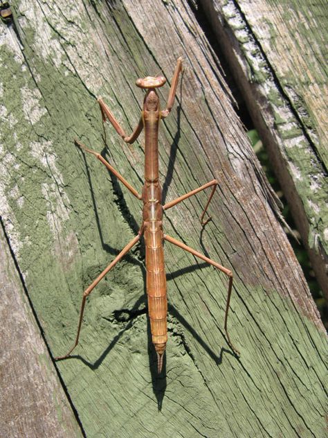 Huge walking stick insect Walking Stick Tattoo, Stick Bug Tattoo, Bug Crafts For Kids, Walking Stick Bug, Walking Stick Insect, Robert Fox, Entomology Illustration, Stick Insects, Stick Bug