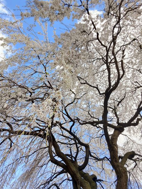 Running Through The Woods, White Blossom Tree, Random Aesthetic Pics, Wallpaper Organizer, Korean Hairstyles, White Trees, Pinned Post, Spring Pictures, View Art