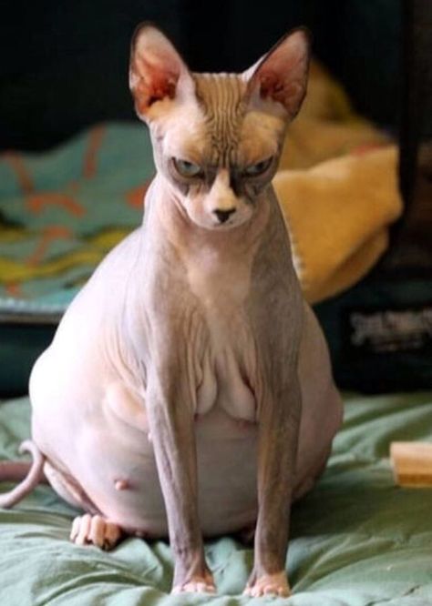 Funny Pregnancy Memes, Pregnancy Memes, Ugly Animals, Pregnant Cat, Sphinx Cat, Hairless Cat, Pregnancy Humor, Sphynx Cat, Nine Months