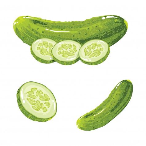 Cucumber realistic | Premium Vector #Freepik #vector #background #food #green #nature Cucumber Gin Cocktail, Recipe Book Ideas, Plant Logo, Food Paper, Fruit Candles, Plant Logos, Realistic Cartoons, Sport Graphics, Cucumbers And Onions