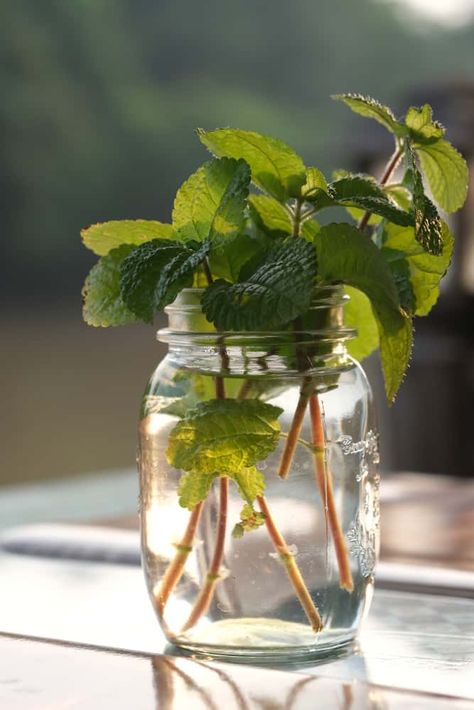 Growing Mint Indoors, How To Grow Mint, Grow Mint, Mint Plant, Growing Mint, Natural Air Freshener, Mint Plants, Perennial Herbs, Indoor Herb Garden