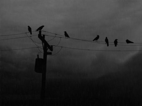 raincrows In The Rain, The Rain, Birds