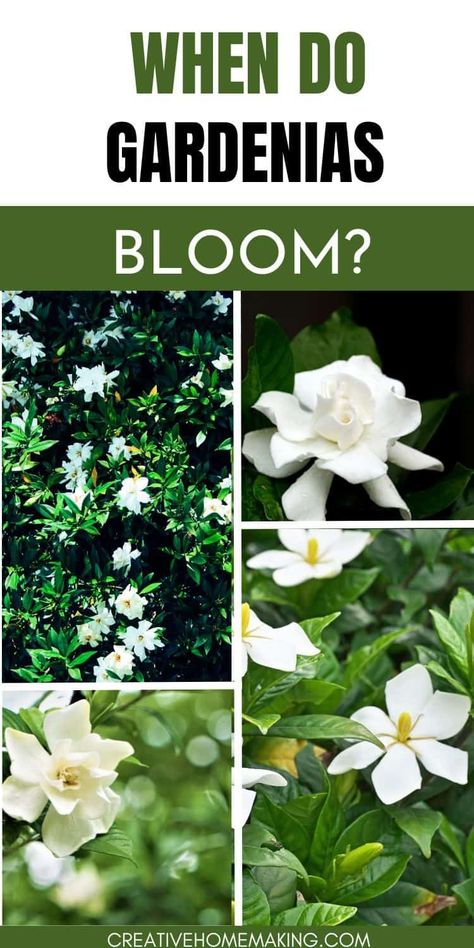 Find out when gardenias bloom and how to care for these exquisite flowers to ensure a stunning floral showcase in your garden. Explore gardening tips and tricks for a successful gardenia bloom! Gardenia Care, Gardenia Plant, Fragrant Plant, Plant Guide, Soil Testing, Home Gardens, Gardening Tips And Tricks, Soil Improvement, Sweet Fragrances