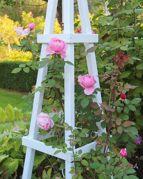 Rosé Back, Garden Obelisk, Garden Girls, Climbing Roses, English Garden, Garden Styles, The Rose, Cut Flowers, Arbor