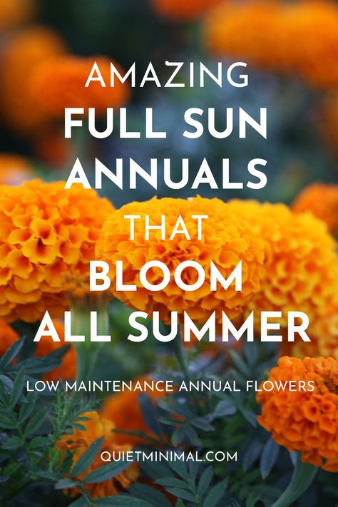 annuals that bloom all summer Annuals That Bloom All Summer, Full Sun Annuals, Cypress Vine, Common Garden Plants, Minimal Living, Annual Flowers, Minimalist Interior Design, Growing Seeds, Perfect Plants