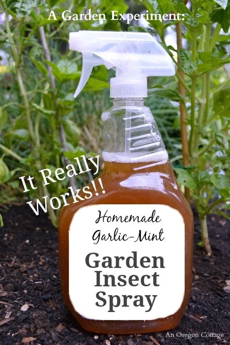 Homemade Garlic-Mint Garden All Natural Insect Spray really works! See before and after shots of basil and an ornamental plant to see that this garden, pet, and people safe spray will work to keep insects and more off your plants. Organic Bug Spray For Vegetable Garden, Natural Bug Spray For Plants, Insect Spray For Plants, Diy Garden Spray Pest Control, Insecticide For Plants, Bug Spray For Plants, Pest Spray, Diy Bug Spray, Mint Garden