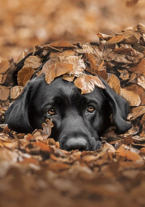 Fall Dog Photos, Dog Photoshoot, Fall Dog, Labrador Puppy, Best Pics, Dachshund Puppies, Black Labrador, Family Dogs, Dog Photography