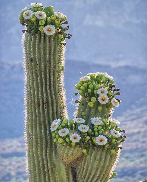 Rainbow Cactus, Flowering Cactus, Cactus Blossoms, Barrel Cactus, Greenhouse Plants, Cactus Flowers, Saguaro Cactus, Desert Plants, Cactus Y Suculentas