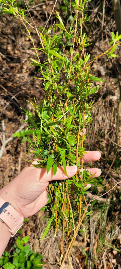 Willow Bark Tincture Recipe Willow Bark Tincture, Witch Potions, Tinctures Recipes, Black Willow, White Willow Bark, Ayurvedic Healing, White Willow, Willow Bark, Natural Remedy