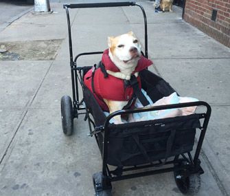 From tradition red wagons to DIY models to luxury strollers, Dr. Ann Hohenhaus shares the features to look for in a wagon or stroller for your impaired dog. Paralyzed Dog, Pet Strollers, Disabled Dog, Dog Ramp, Dog Stroller, Pet Stroller, Pet Holiday, Animal Companions, Pet Puppy