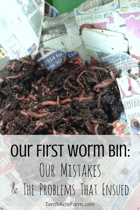 Compost Diy, Red Worm Composting, Worm Farm Diy, Worm Beds, Cacing Tanah, Worm Composting Bin, Red Wiggler Worms, Composting Food Scraps, Compost Bin Diy