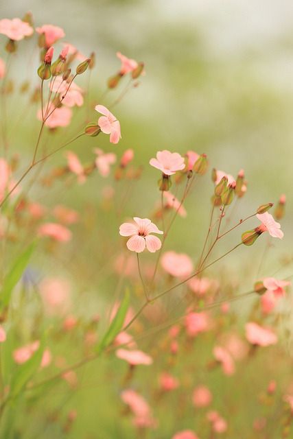 Deco Floral, The Meadows, Little Flowers, The Grass, Delicate Flower, Flower Field, Ikebana, Love Flowers, Flowers Photography