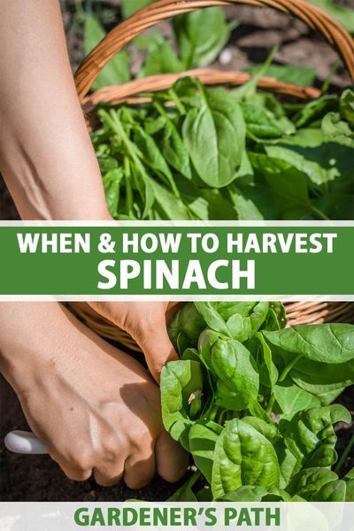 How To Harvest Spinach, How To Harvest Lettuce, Farm To Table Recipes, Growing Spinach, Spring Salads, Spinach Seeds, Gardening Tricks, Edible Gardening, Seed Starter