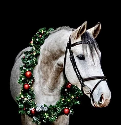 Horse Photoshoot Ideas, Horse Photography Poses, Horse Wreaths, Pictures With Horses, Horse Riding Outfit, Beautiful Horse Pictures, Christmas Horses, Pen Art Drawings, Horse Wallpaper